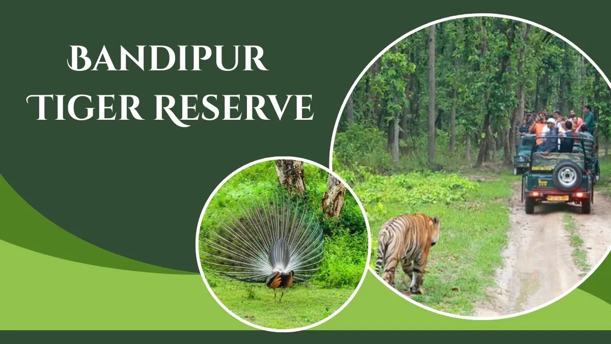Bandipur Tiger Reserve