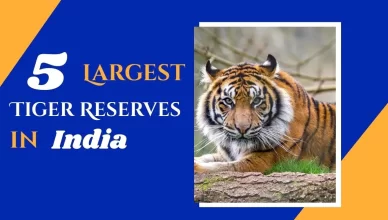 5 Largest Tiger Reserves for Tiger Safari in India
