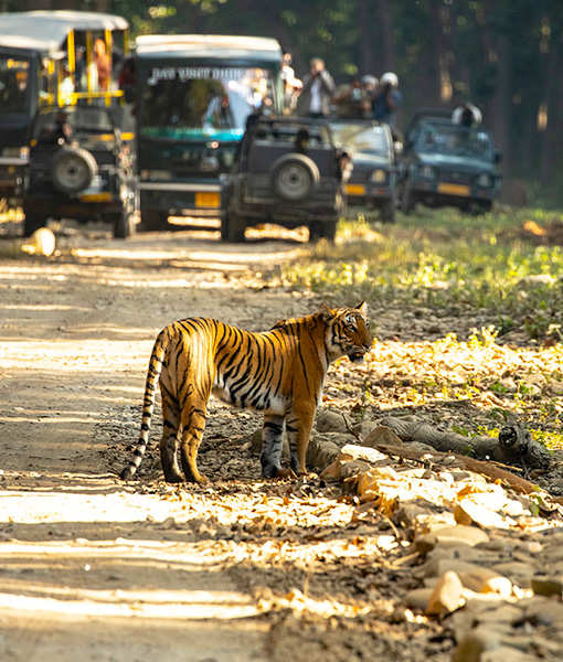 Jim Corbett Wildlife Tour