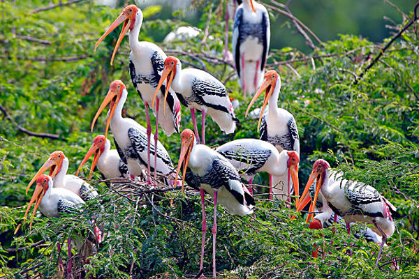 Bharatpur Bird Sanctuary