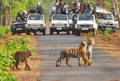 Jim Corbett Tour Image